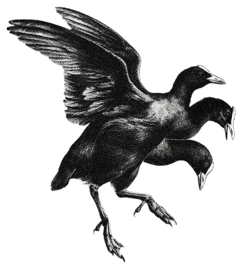 Surreales Flash-Design: Vogel mit drei Köpfen im Flug, gezeichnet von Florian Rudolph in Berlin
