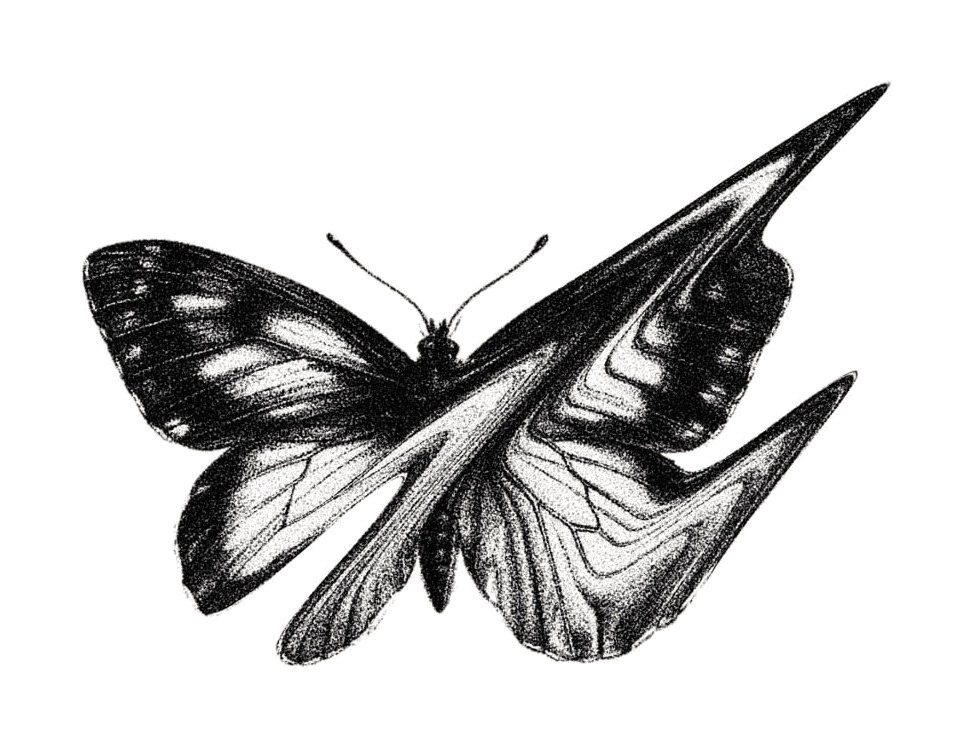 Flash-Design: Schmetterling in Schwarz, gezeichnet von Florian Rudolph in Berlin