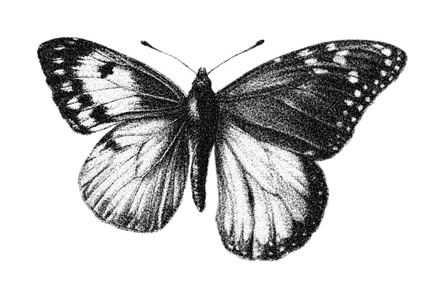 Flash-Design: Schmetterling mit gepunkteten Flügeln, gezeichnet von Florian Rudolph in Berlin