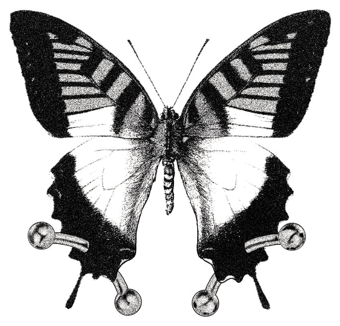 Flash-Design: Schmetterling mit gestreiften Flügeln und Kugeln, gezeichnet von Florian Rudolph in Berlin