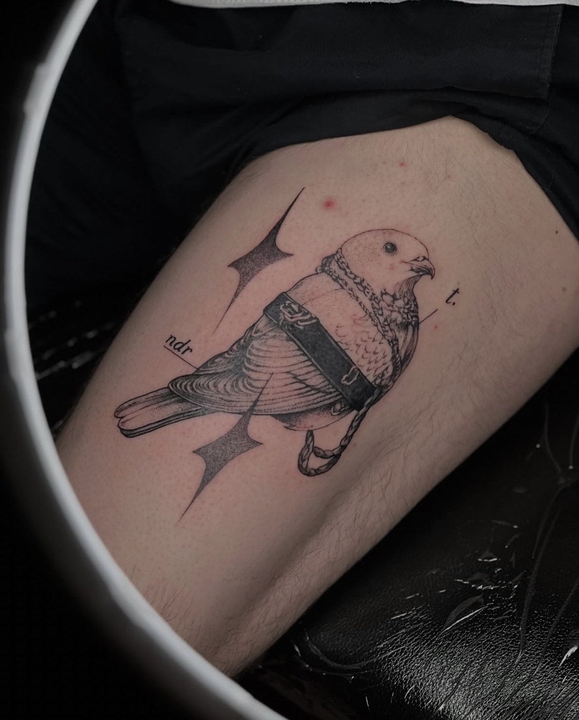 Tauben-Tattoo mit Ledergeschirr und Kette am Oberschenkel, gestochen von Florian Rudolph in Berlin