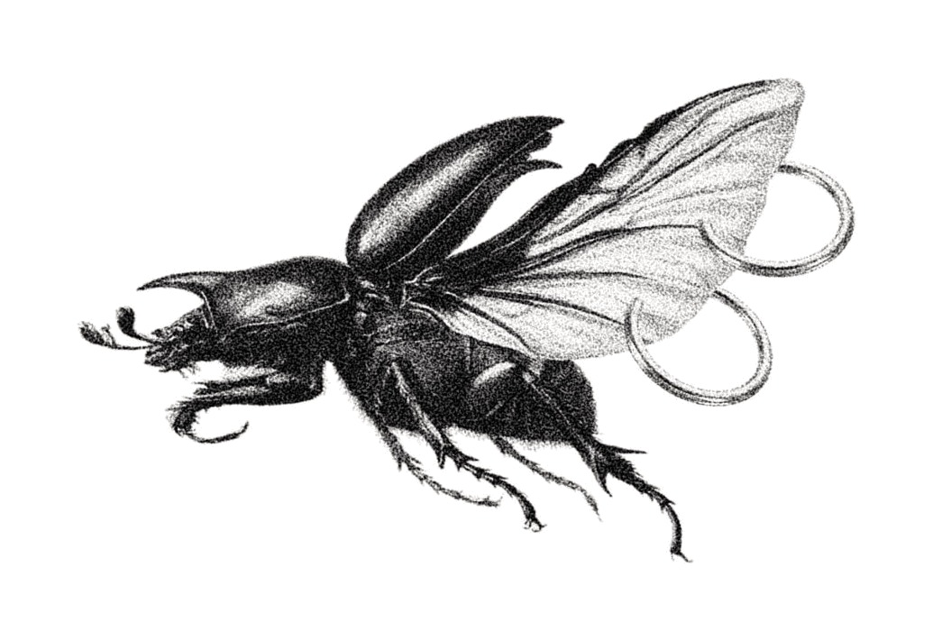 Flash-Design: Hirschkäfer mit Schleifenband, gezeichnet von Florian Rudolph in Berlin